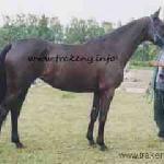 Cyntia
