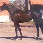 Cyntia