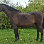 Cykuta<br /><i>Wielkie Wierzno dn. 02.05.2015</i>