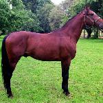 Hedar