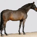 Lasino
