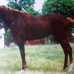 Makler<br />&copy; Koński Targ 6/2002
