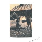 Arlekin III/ Kanzas/Kansas - 1940<br /><i>Prawdopodobnie ostatnie zdjęcie</i>