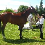 Kama - V Powiatowa Wystawa Koni Hodowla w Chodzieży 4 lipca 2010r. Kama i Joanna Wieczorek.<br />&copy; Jrena Wieczorek