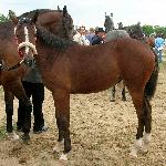 Kaja - Kaja<br />&copy; Joanna Wieczorek<br /><i>Wystawa koni w Wągrowcu 2005r.</i>