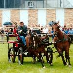 Kaja - VI Powiatowa Wystawa Koni Hodowla w Milczu 2009r.<br /><i>Grzegorz Wieczorek - Kaja i Kama</i>