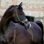 Bellanda<br />&copy; Lutetia Arabians
