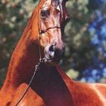 Star of Ofir