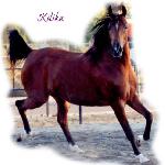 Kilika