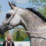Gaja Selene