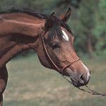 Passa - Fot. Zofia Raczkowska (z arch. Konia Polskiego).<br /><i>Vice czempionka świata klaczy młodszych 1982 i zwyciężczyni Nagrody Amuratha w 1983 roku.</i>