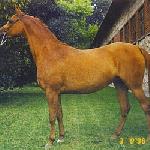 Wybranka - Wybranka 1998