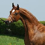 Wybranka - Wybranka 2003<br />&copy; Stuart Vesty