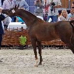 Wersja - Wersja 2015<br />&copy; Anna Pyzara-Nakoniechnaia