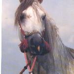 Euben