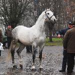 Bankiet - Pokaz Ogierów, Bogusławice 2011<br />&copy; Oliwia Chmielewska