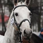 Bankiet - Pokaz Ogierów, Bogusławice 2011<br />&copy; Oliwia Chmielewska