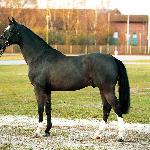 Ramiro's Son II