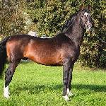 Comandor