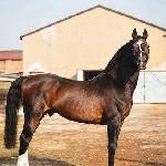 Comandor