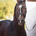 Comandor