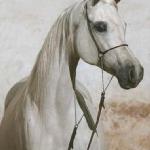 Pustynna Tarcza - Pustynna Tarcza 2005<br />&copy; Stuart Vesty