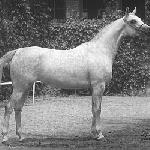 Pustynna Rosa