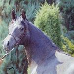 Palestyna - Palestyna 1995<br />&copy; Anette Mattson