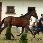 Sagita<br />&copy; Justyna Krawczyk<br /><i>Klikowa 2008</i>