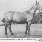 Hajdamaczka