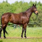 Diva Avari<br />&copy; Oliwia Chmielewska