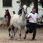 Europia - Europia z ogierkiem Erton 2013<br />&copy; Anna Pyzara-Nakoniechnaia