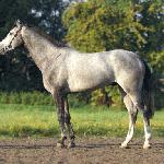 Benjini ex. Bufor