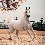 Maesta