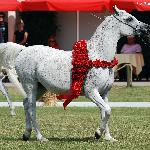 Norma - czempionka klaczy starszych 2013<br />&copy; Anna Pyzara-Nakoniechnaia
