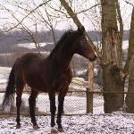 Halerz<br />&copy; Stajnia Tokary