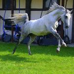 Draborex