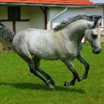Draborex