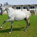 Draborex
