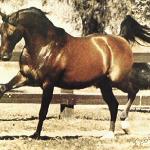 Zbrucz