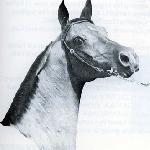 Zbrucz