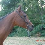 Eferyda