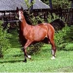 Aldona