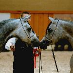 Altamira - Z klaczą Eksterna (Ekstern - Emanta/Pamir) 2005, Moorsele 2008<br />&copy; Katarzyna Dolińska