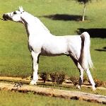 El Shaklan