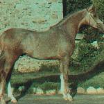 El Shaklan