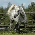 Barba<br />&copy; M Arabians