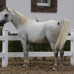 Barba<br />&copy; M Arabians