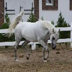 Barba<br />&copy; M Arabians