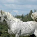 Barba<br />&copy; M Arabians